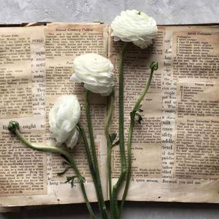 Autumn light academia desktop wallpaper