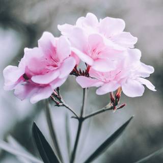 Aesthetic cozy spring phone wallpaper