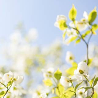 Spring clean wallpaper