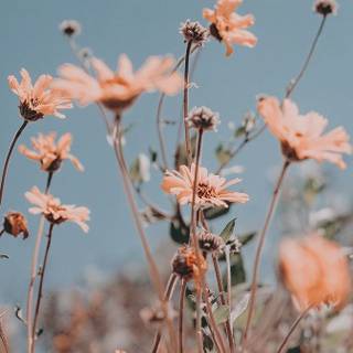 Spring clean wallpaper