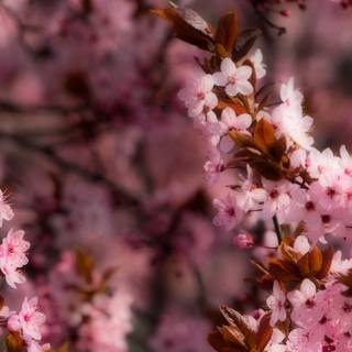 Spring 4k iPhone wallpaper