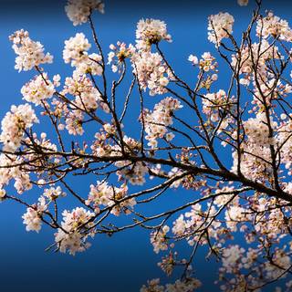 Spring clean wallpaper