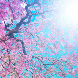 Spring 4k iPhone wallpaper