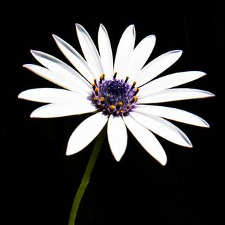 Spring 4k iPhone wallpaper