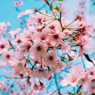 Spring 4k iPhone wallpaper