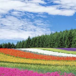 Spring 4k iPhone wallpaper