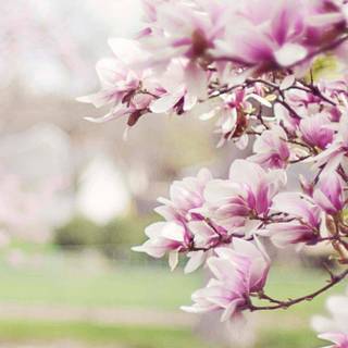 Spring 4k iPhone wallpaper