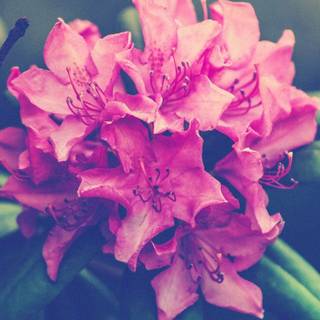 Spring 4k iPhone wallpaper