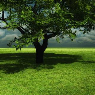 Spring 4k iPhone wallpaper