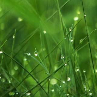 Spring 4k iPhone wallpaper