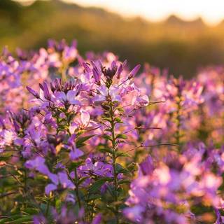 Spring 4k iPhone wallpaper