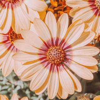 Spring iPhone 14 wallpaper