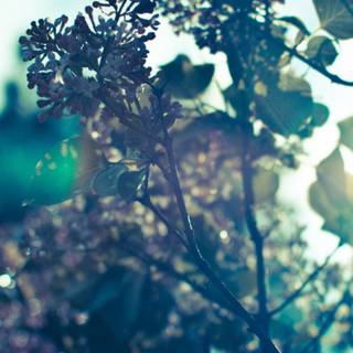 Spring iPhone 14 wallpaper