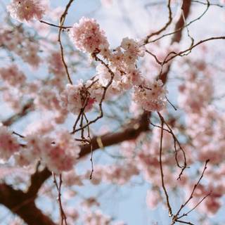 Spring iPhone 14 wallpaper