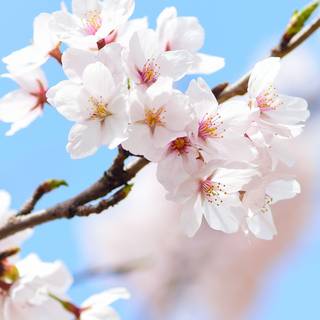 Spring iPhone 14 wallpaper