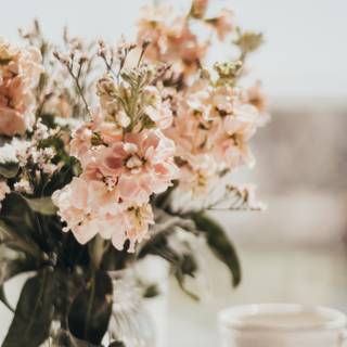 Spring iPhone 14 wallpaper