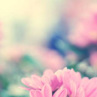 Spring clean wallpaper