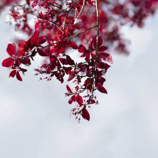 Spring clean wallpaper