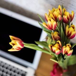 Spring clean wallpaper