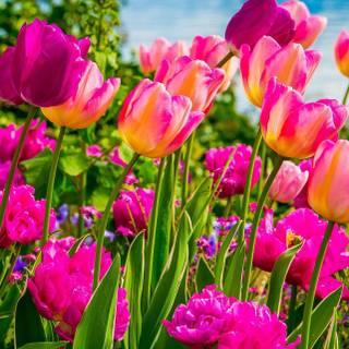 Spring iPhone 14 wallpaper