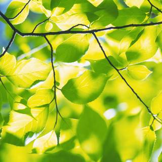 Leaves spring wallpaper