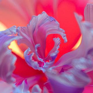 Spring iPhone 14 wallpaper