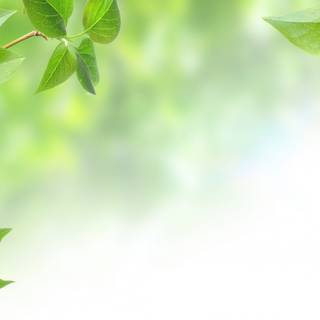 Leaves spring wallpaper