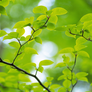 Leaves spring wallpaper