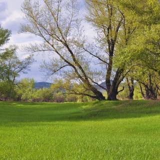 Spring grass trees wallpaper