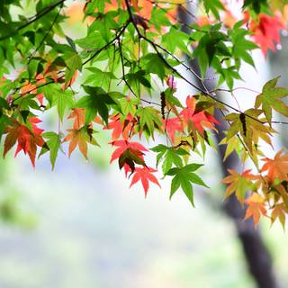 Leaves spring wallpaper