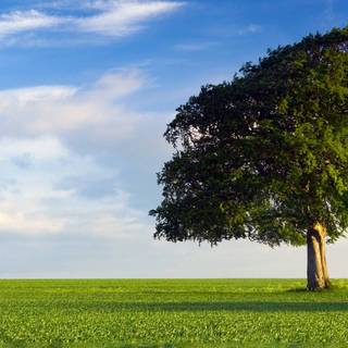 Spring grass trees wallpaper