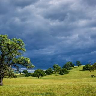 Spring grass trees wallpaper