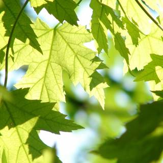 Leaves spring wallpaper