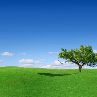 Spring grass trees wallpaper