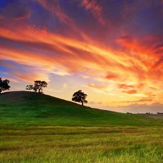 Spring grass trees wallpaper