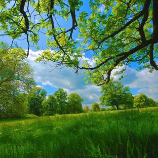 Spring grass trees wallpaper