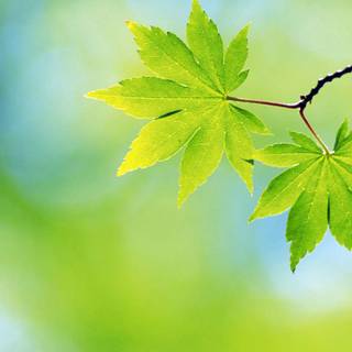 Leaves spring wallpaper