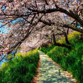 Spring grass trees wallpaper