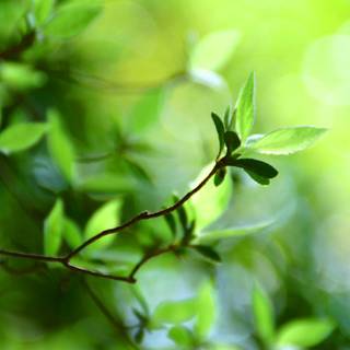 Leaves spring wallpaper