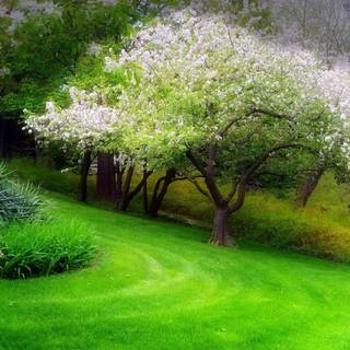 Spring grass trees wallpaper