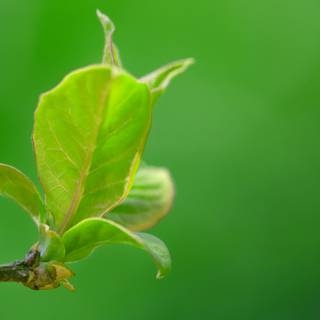 Leaves spring wallpaper