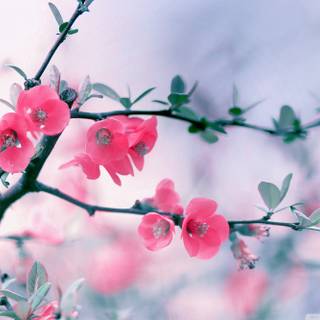 Spring flower desktop wallpaper