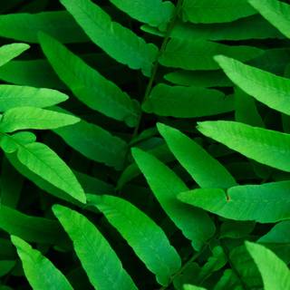 Leaves spring wallpaper