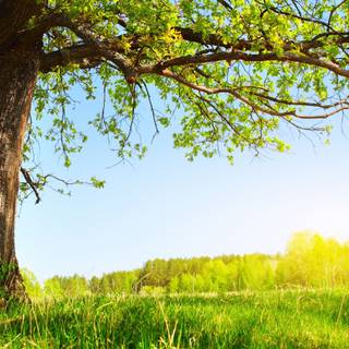 Leaves spring wallpaper