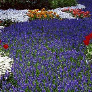 Triple monitor spring wallpaper