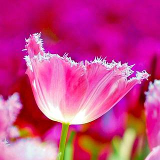 Triple monitor spring wallpaper