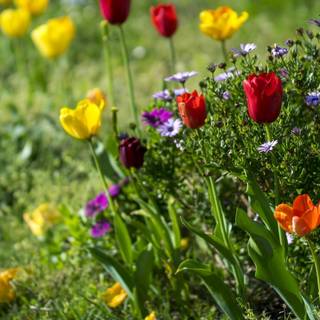 Triple monitor spring wallpaper