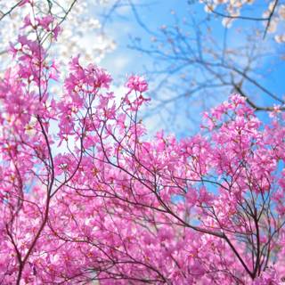 Triple monitor spring wallpaper