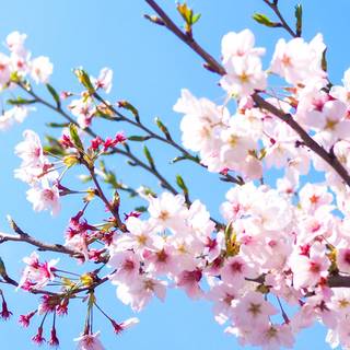 Triple monitor spring wallpaper