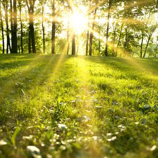 Spring grass trees wallpaper